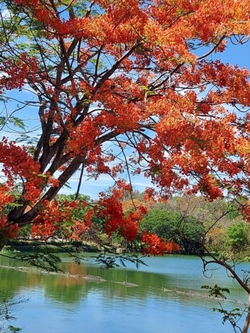 澄清湖鳳凰花開 高雄最美景點之一/波新聞
