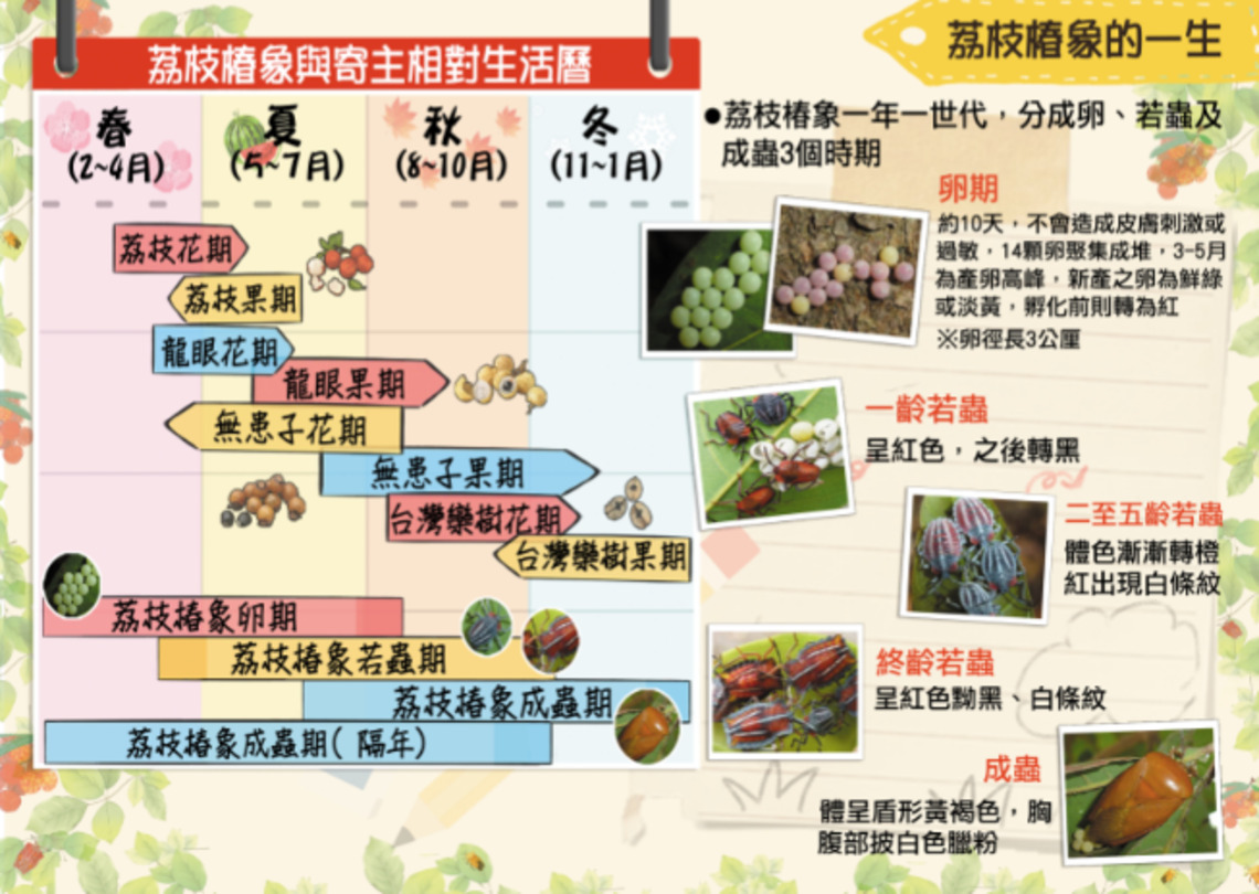 面對荔枝椿象危害 花蓮縣政府宣導防治方法/波新聞