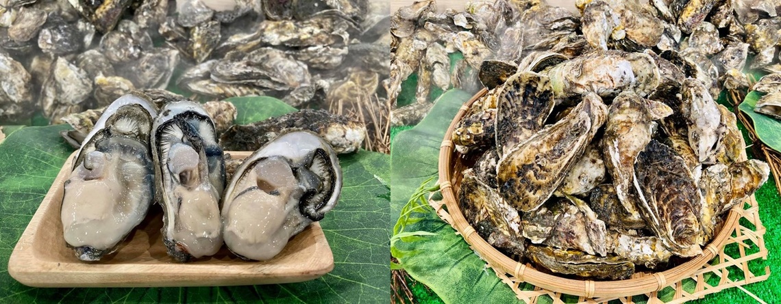 嘉義優質營養又稱「海洋的牛奶」蚵仔 鮮送到家/波新聞