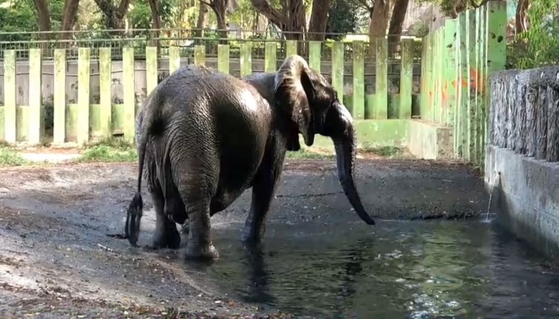 壽山動物園整裝再出發     五月起休園暫別高雄市民／波新聞