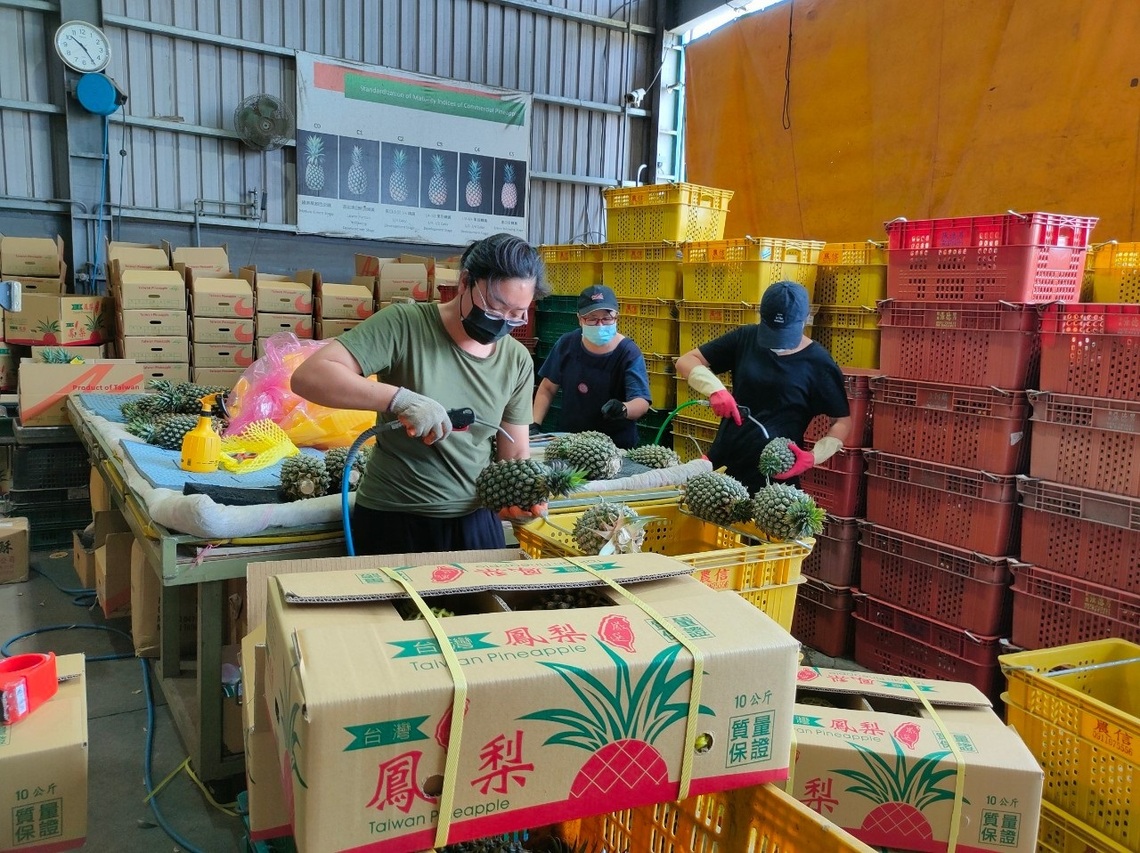 嘉義縣政府與鳳梨農共度疫情危機「嘉義優鮮」外銷成績亮眼/波新聞
