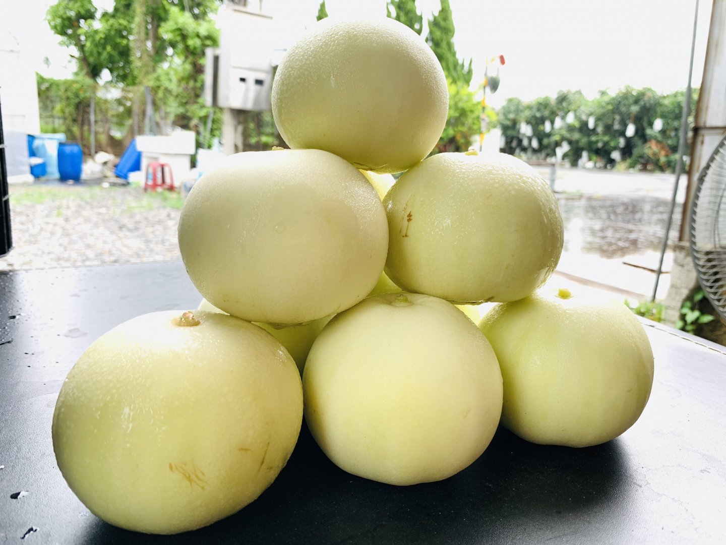 美濃瓜喜歡溫暖乾燥的地方