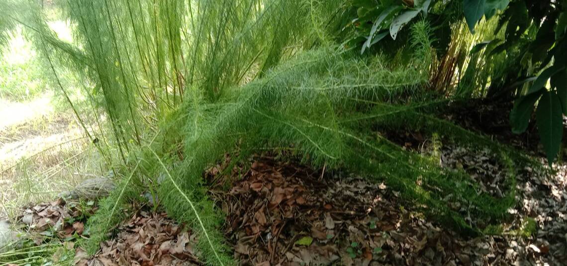 留霧園主人的「去毒妙招」-端午採茵陳艾草燒開水洗澡/波新聞
