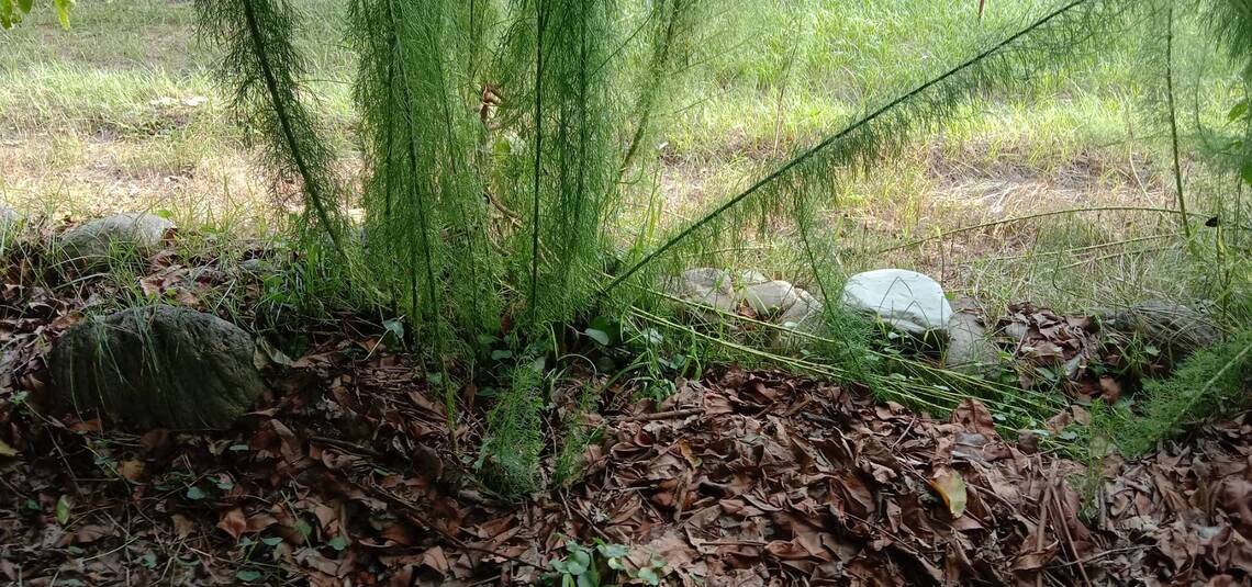 屏東縣六堆文化園區可以看到的「茵陳」/波新聞