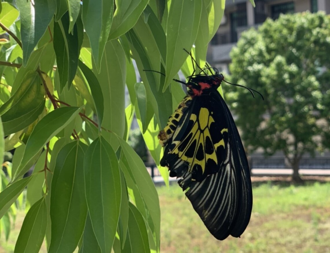 臺灣寶珠計畫關山基地    直擊黄裳鳳蝶羽化現場
