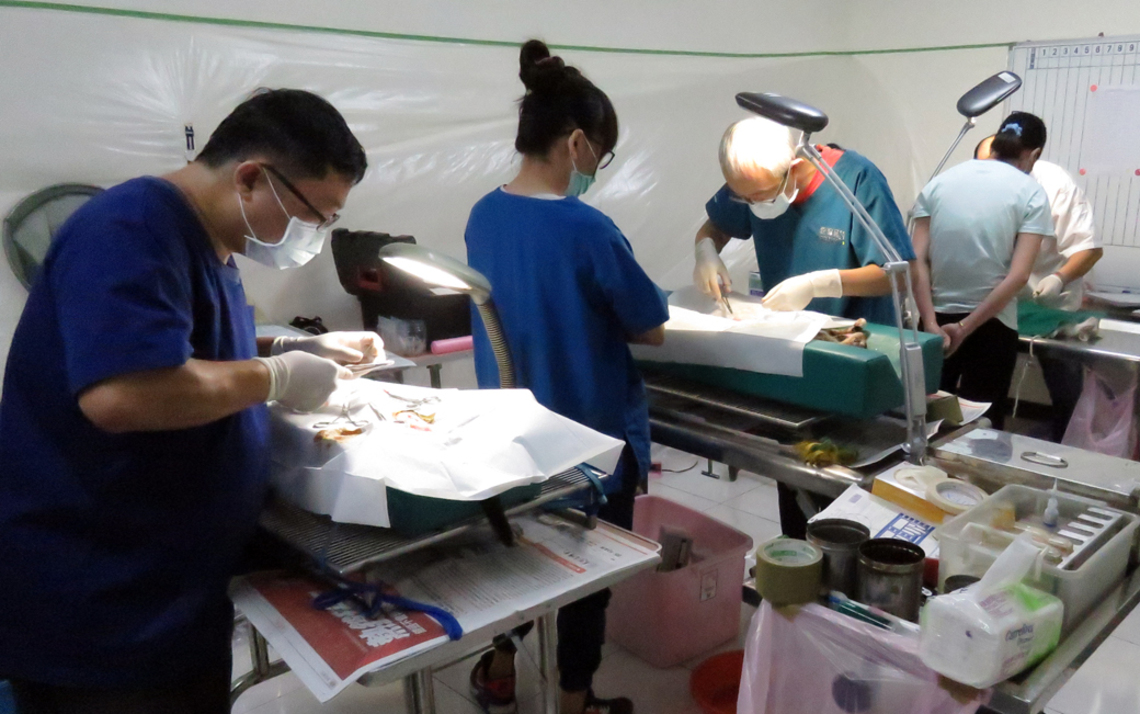 臺南家犬貓絕育活動開跑　飼主請洽動物醫院預約辦理／波新聞