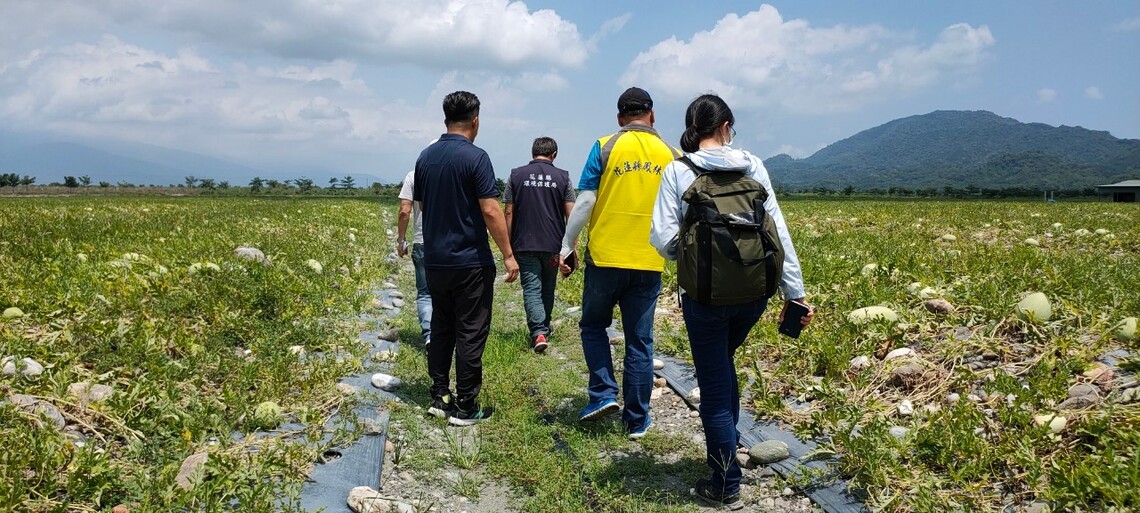 杜絕蒼蠅孳生 瓜園農地應深埋糞肥及廢瓜 切勿影響民眾生活品質/波新聞