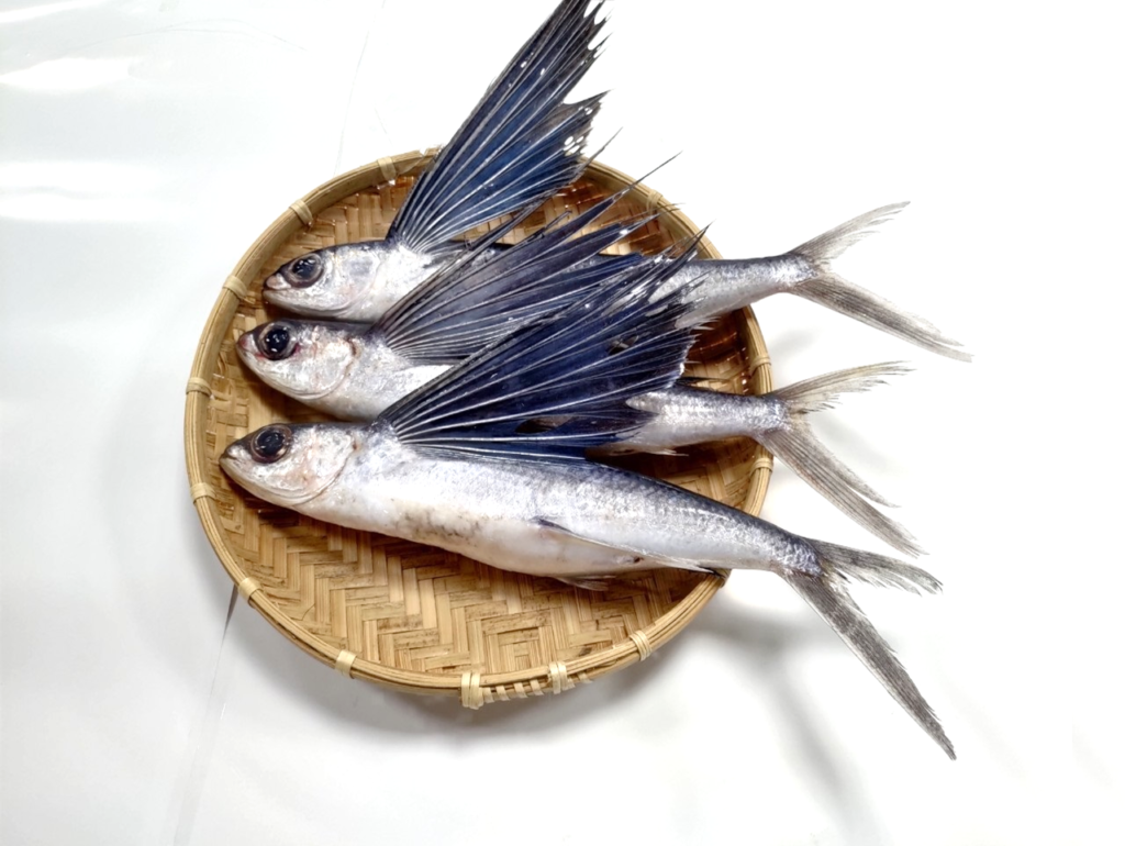 飛魚具有特化的大胸鰭，受驚嚇後會躍出水面滑行，像在飛翔一般 圖／新北市漁業處提供