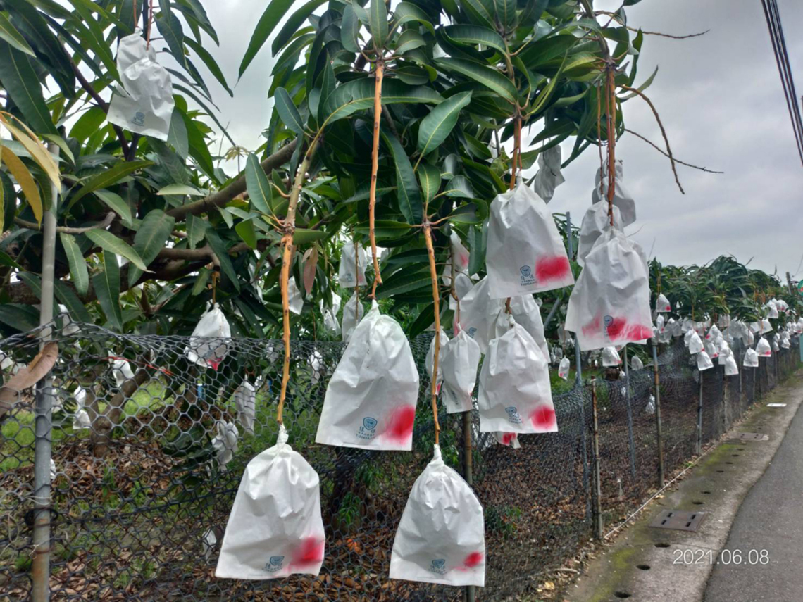 減少芒果、龍眼、文旦災損 南市府提醒農民做好防颱準備/波新聞