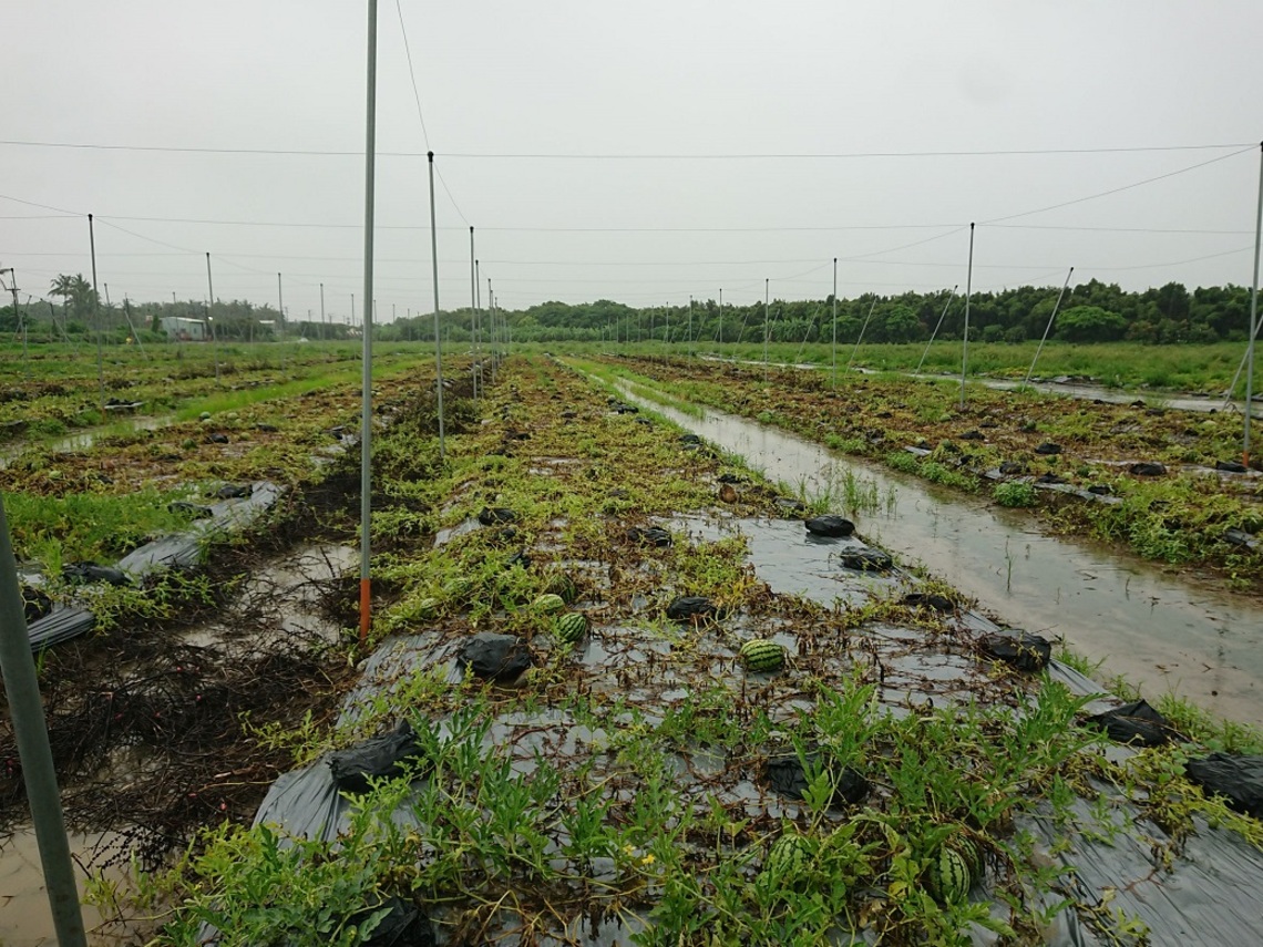 6月下旬豪雨農損 岡山西瓜及香瓜現金救助即起受理/波新聞