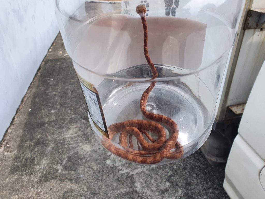 較小的蛇可以使用有加蓋容器限制蛇的行動(圖片提供:新北市動物保護防疫處)