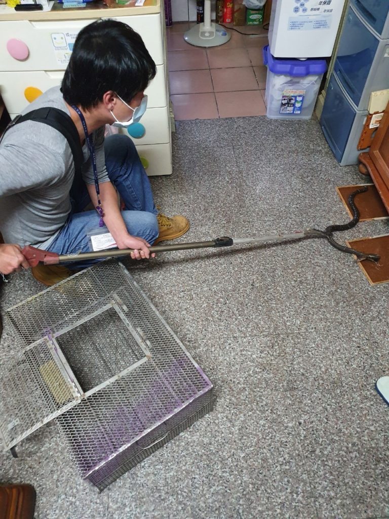 使用捕蛇夾控制蛇的行動(圖片提供:新北市動物保護防疫處)