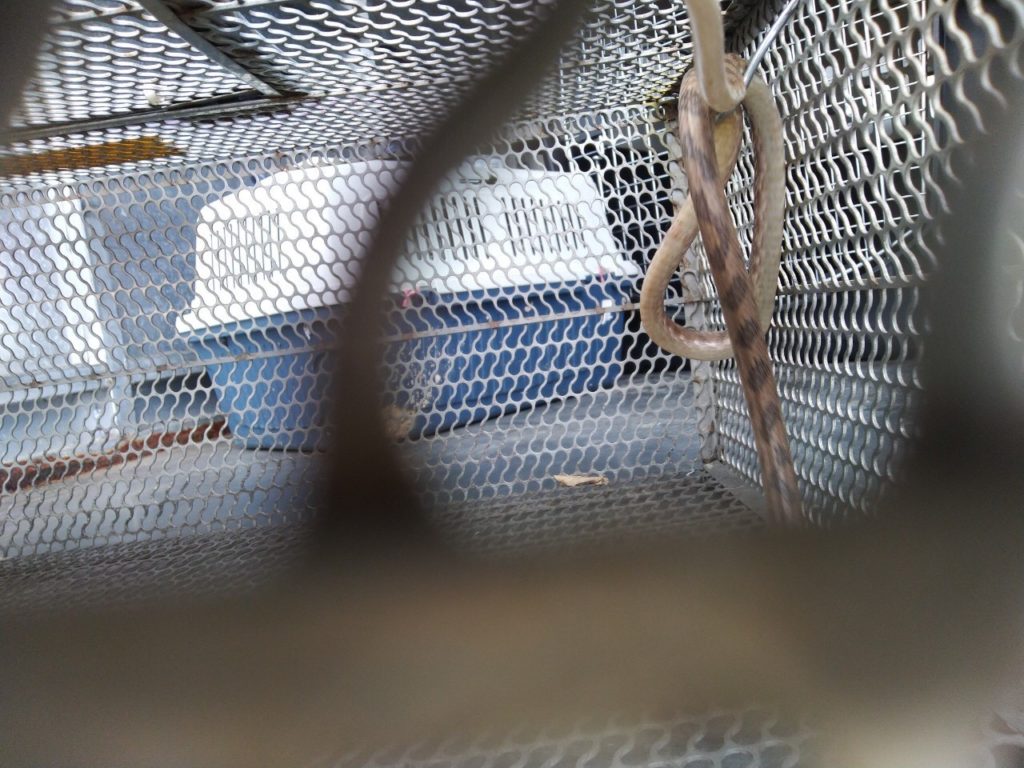 動保員捕捉到蛇後,將蛇放置於小孔洞的蛇籠中,避免蛇逃逸。(圖片提供:新北市動物保護防疫處)