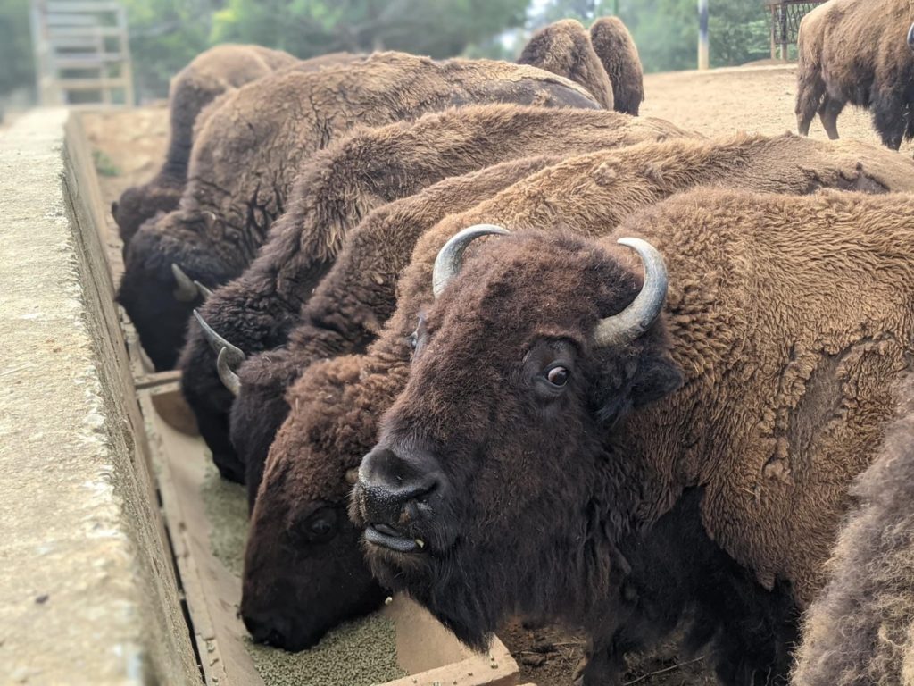 六福村內的動物每月食物花費五百萬元(六福村提供)