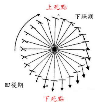 圖1 踩踏力量在一圈中的變化 圖片來源:Exercise and Sport Sciences Reviews, 19(1), 127-170