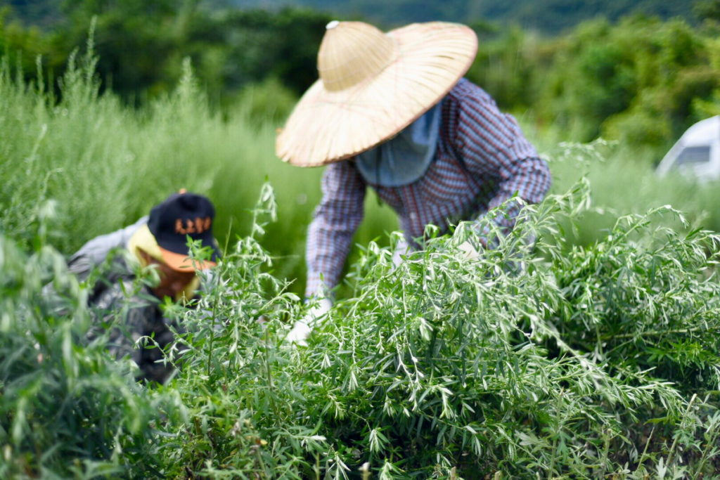 阿原農場友善耕種艾草,天生天養含豐富火山礦物元素。