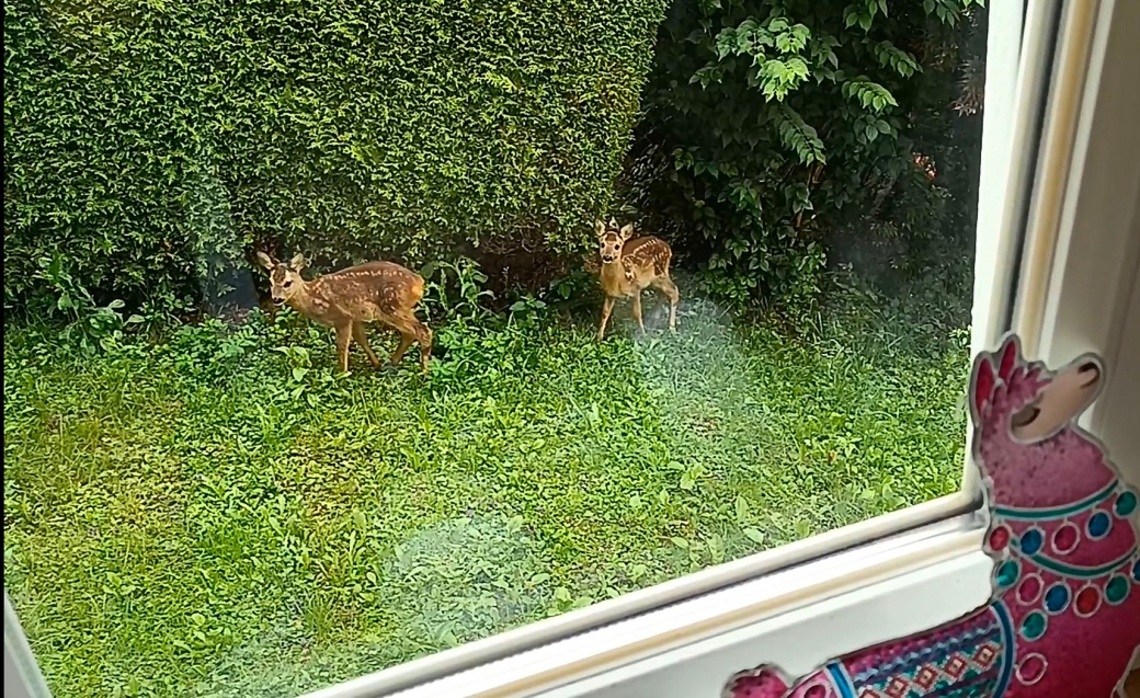 奥地利生活隨筆    與梅花鹿共進早餐