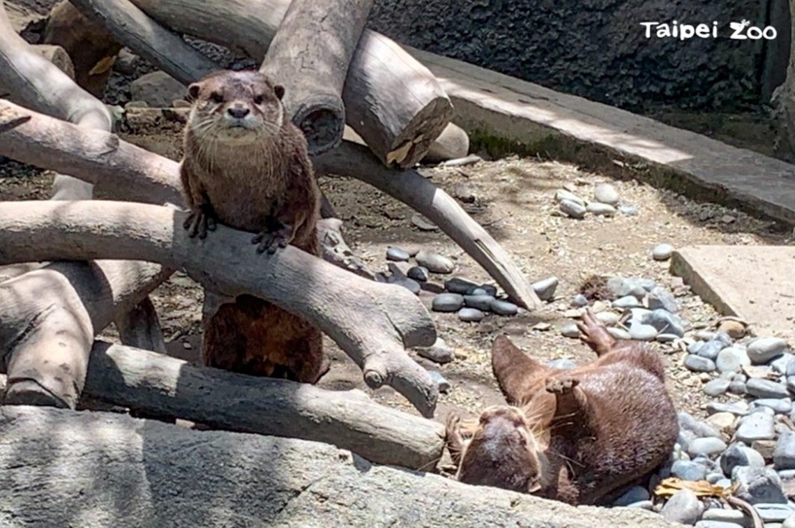睽違77天     臺北動物園8/1重新開放囉!／波新聞