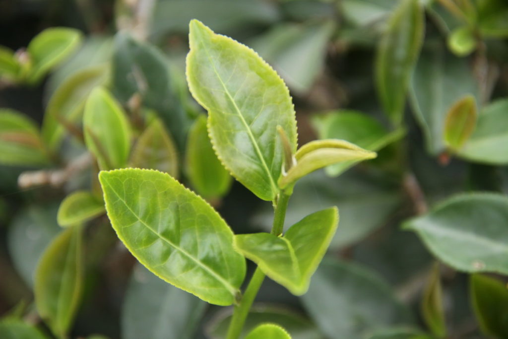 南港春季包種茶