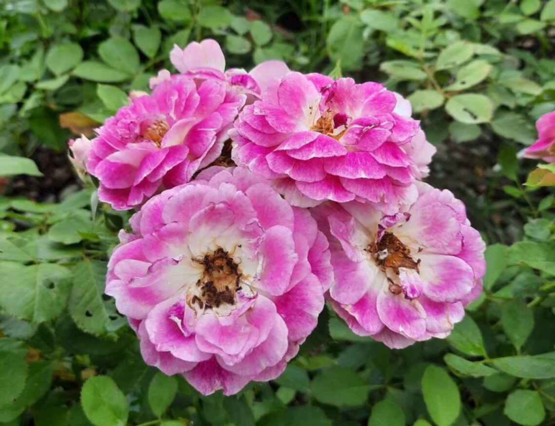 微解封小旅行提案   新生公園夏日花巡禮