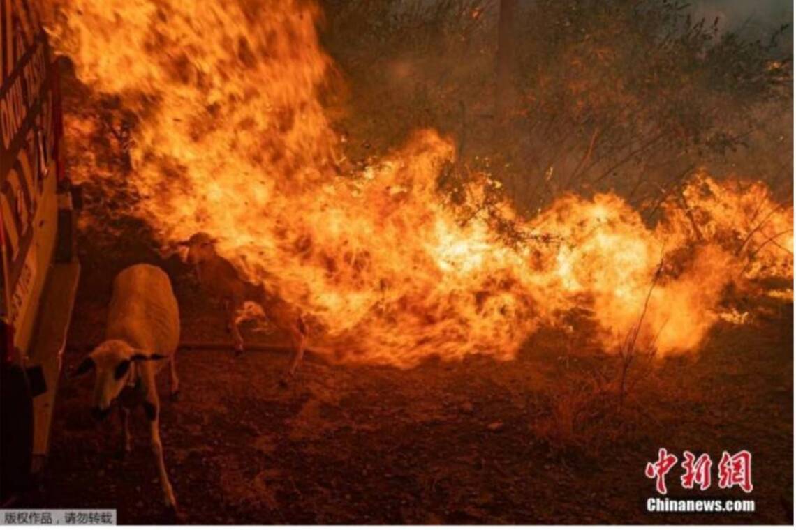 地中海遭熱浪襲擊野火狂燒 專家稱未來將更頻繁