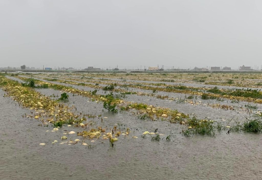 近日仍有雨勢,農作物會有遲發性災損發生,預計災情將持續擴大