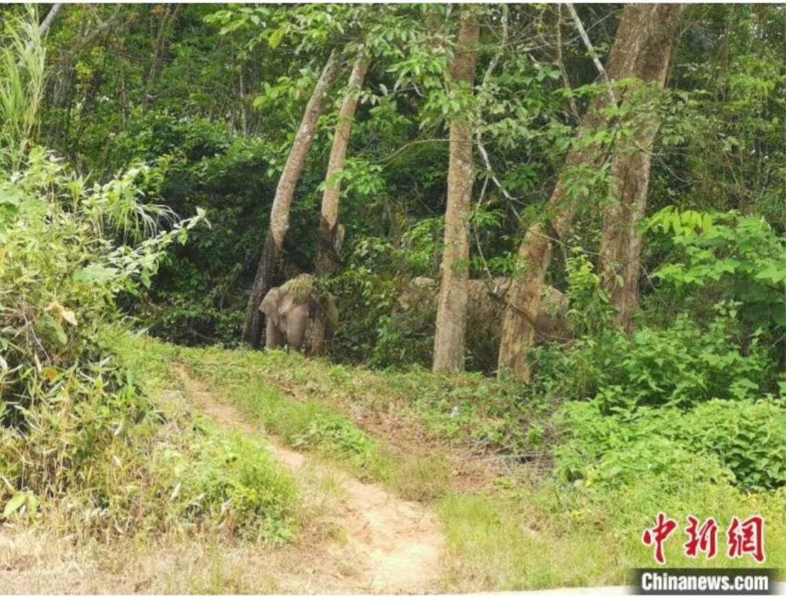 雲南北移亞洲象群進入墨江縣 回到傳統棲息地