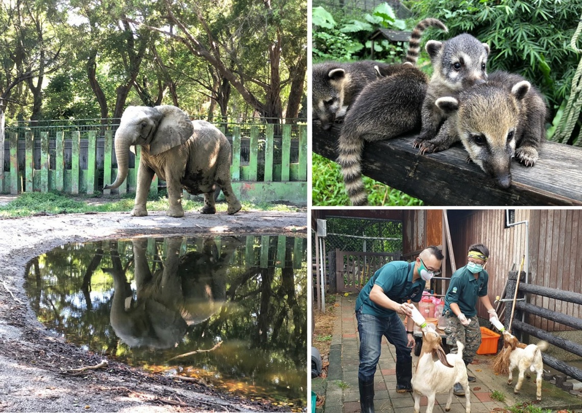 新動物園運動加緊進行中   休園期間推出線上動物園陪伴民眾防疫