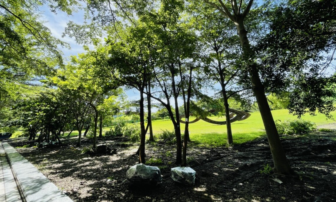 護樹團體質疑目前辦理美術館園區內樹木移植議題 高捷局今澄清說明/波新聞