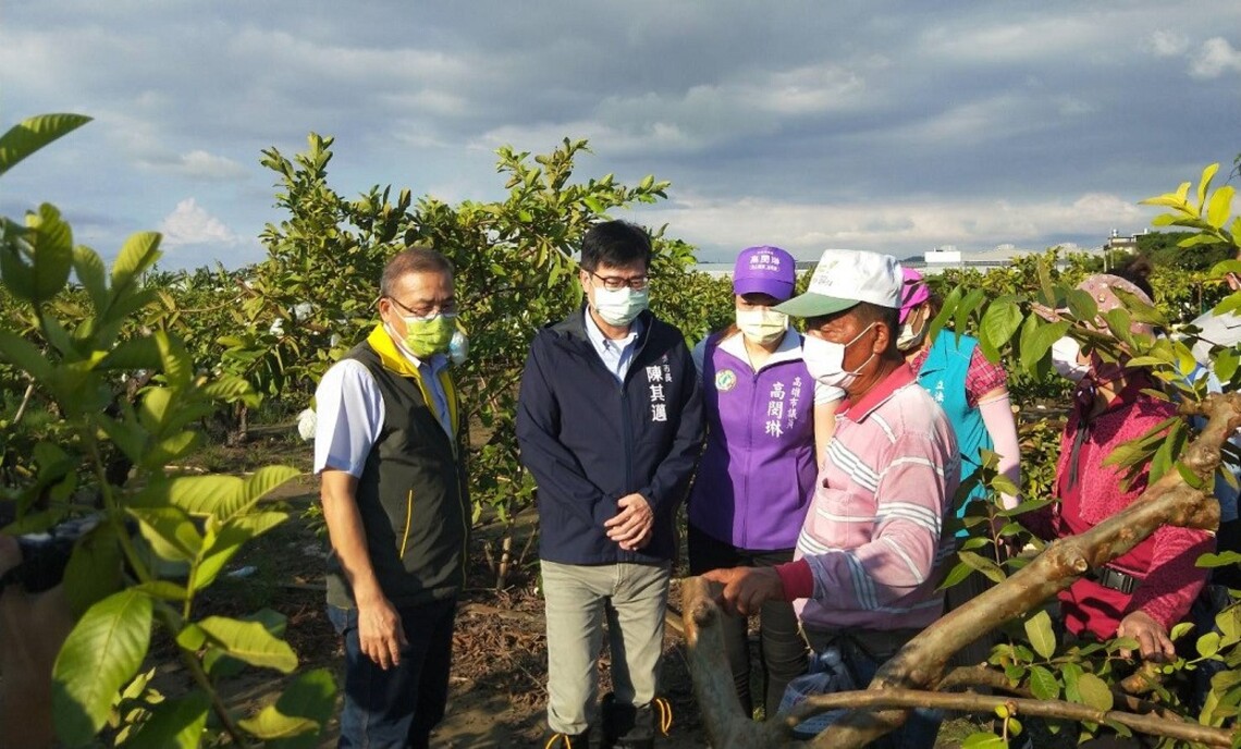 高雄芭樂農損顯現 高雄爭取納入免勘災損率項目/波新聞