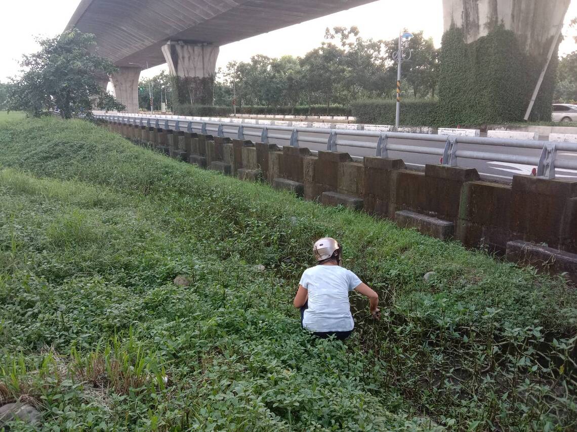 屏東鄉下某些地方水生野菜免費摘取/波新聞