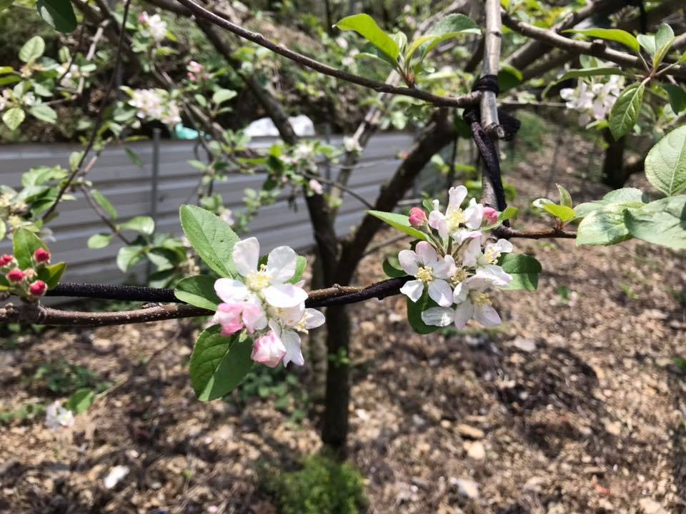 台灣的蘋果大多來自梨山,8月之後就可以陸續吃到囉