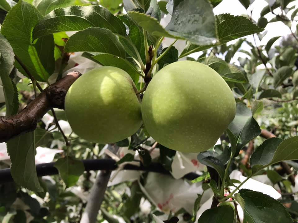 青龍帶有青蘋果獨特香味,甜脆多汁,吃起來有點像棗子的口感