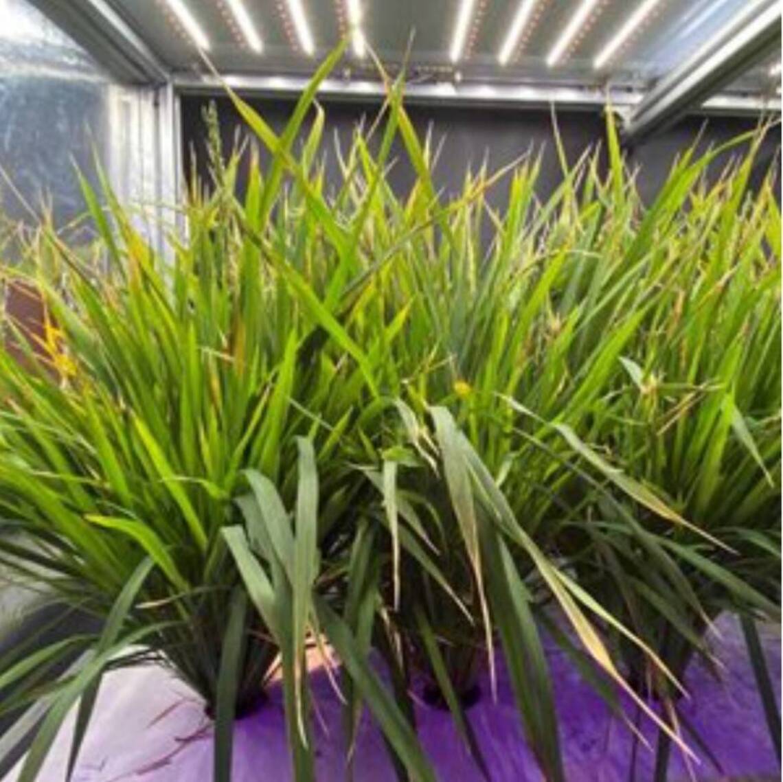 中國植物工廠60天收穫 突破水稻生育週期減半