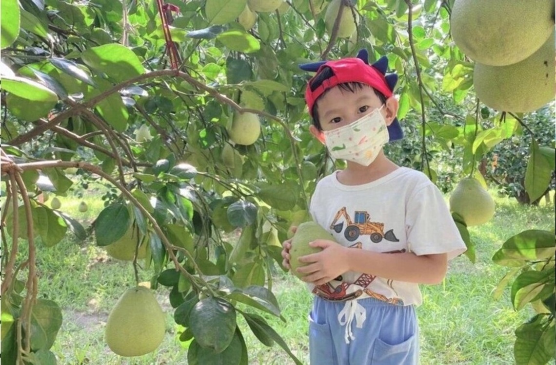 台南麻豆採文旦1個月/波新聞