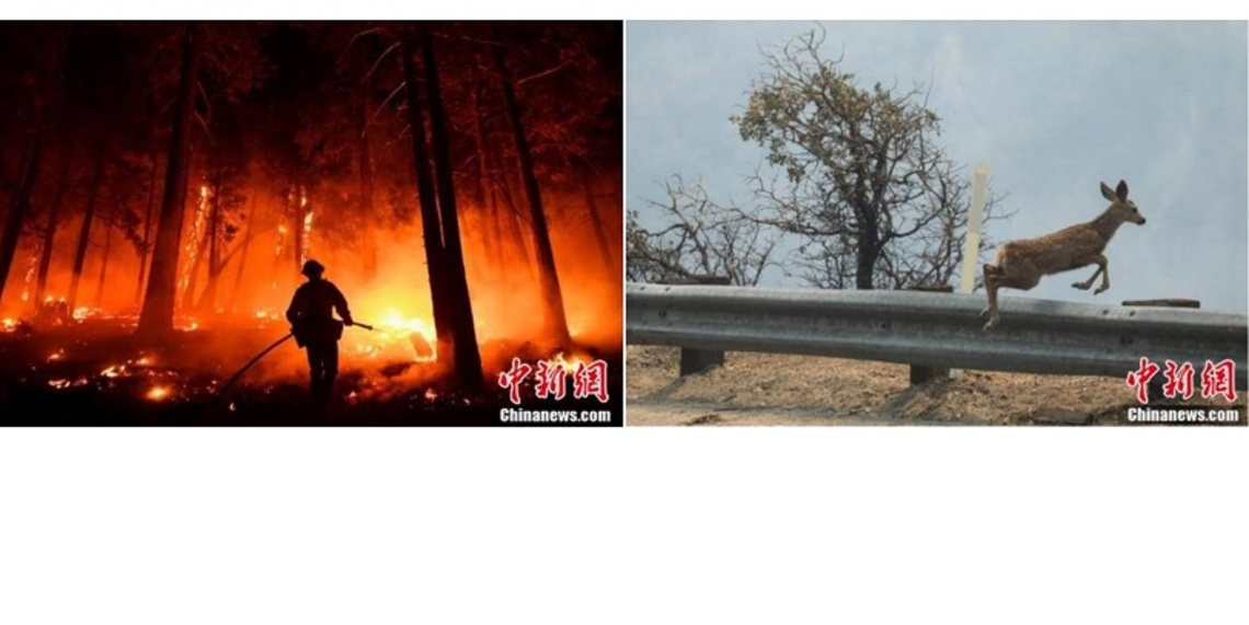 美國家森林山火焚燒 野鹿跳過柵欄逃命