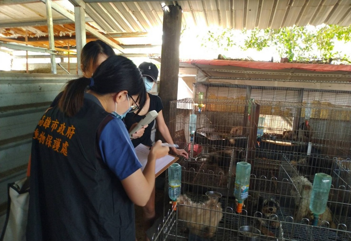 高市林姓特寵業者涉非法走私犬貓案 市府配合展開行政調查/波新聞