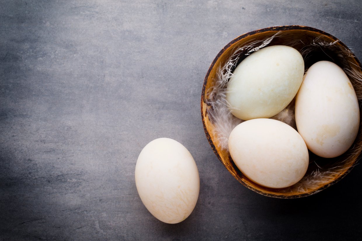Duck,Eggs,On,A,Cage,Gray,Background