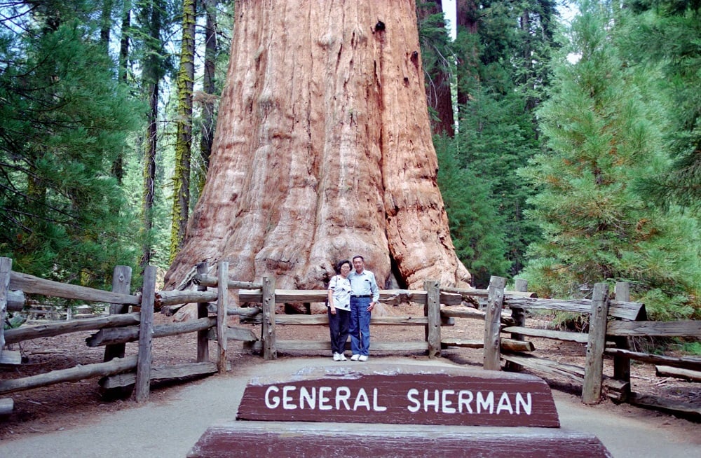 可能是樹、大自然和顯示的文字是「 GENERAL SHERMAN 」的圖像