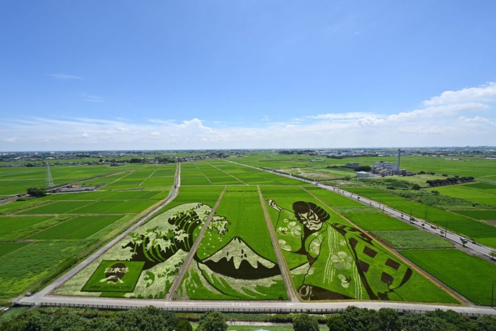 ▲可於「古代蓮之里」內的展望室觀賞 (圖片提供:埼玉縣)