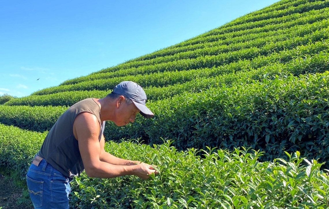 中秋佳節喝好茶 新北製茶父子檔技術非凡