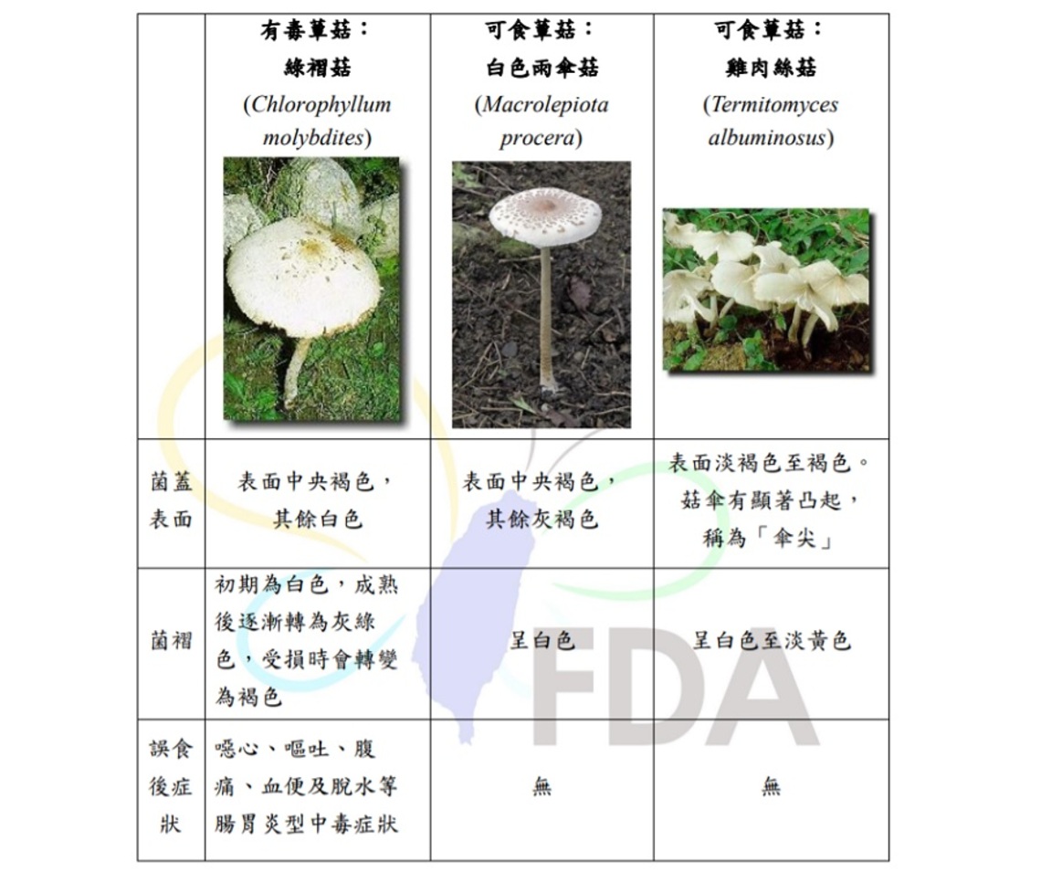 溫馨小叮嚀~注意飲食安全   食藥署呼籲民眾避免自行採摘野菇食用