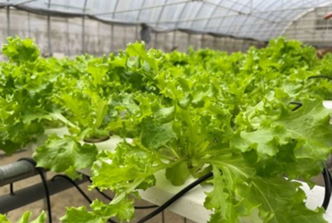 竹科新貴返家務農    種出無毒水耕生菜