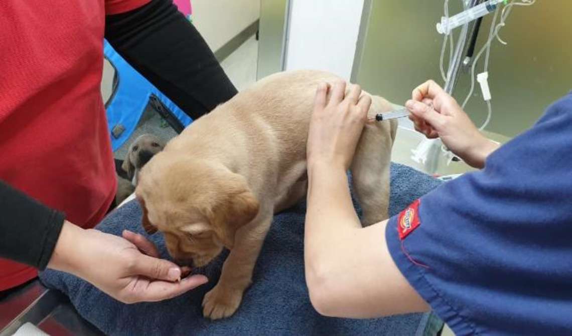 世界狂犬病日 動保處舉辦32場巡迴注射