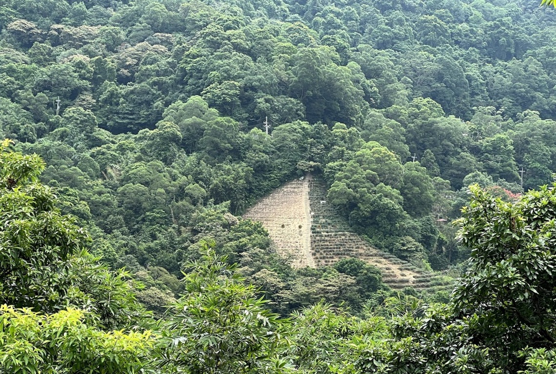 茶園回歸林地 公私協力   相約十年後貓空喝茶賞櫻