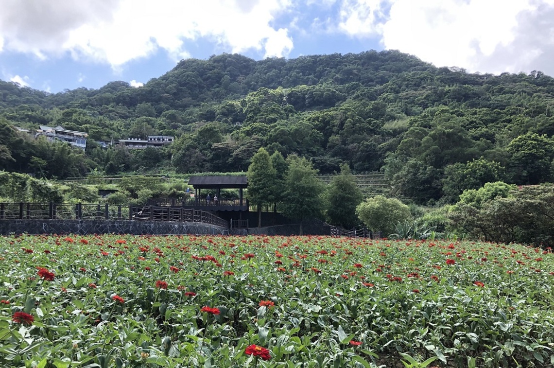 盛夏百日草齊開 樟樹步道點點紅