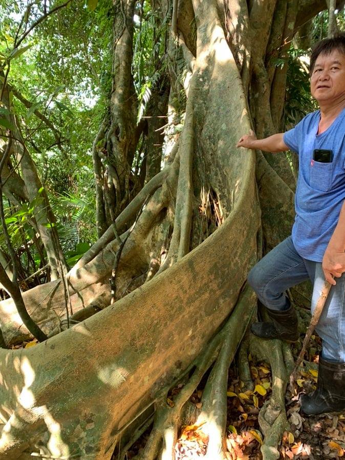 可能是 1 人、樹和大自然的圖像