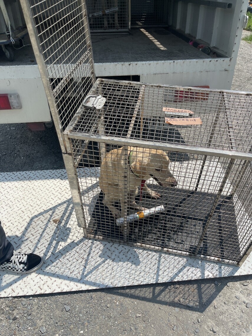 屏東縣精進遊蕩犬管理 即日起啟動免費熱區絕育/波新聞