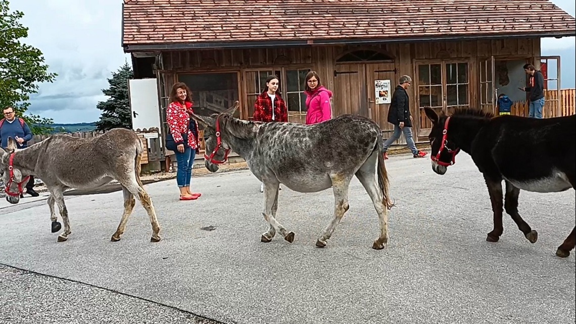 奧地利生活隨筆 和驢子一同逛動物園