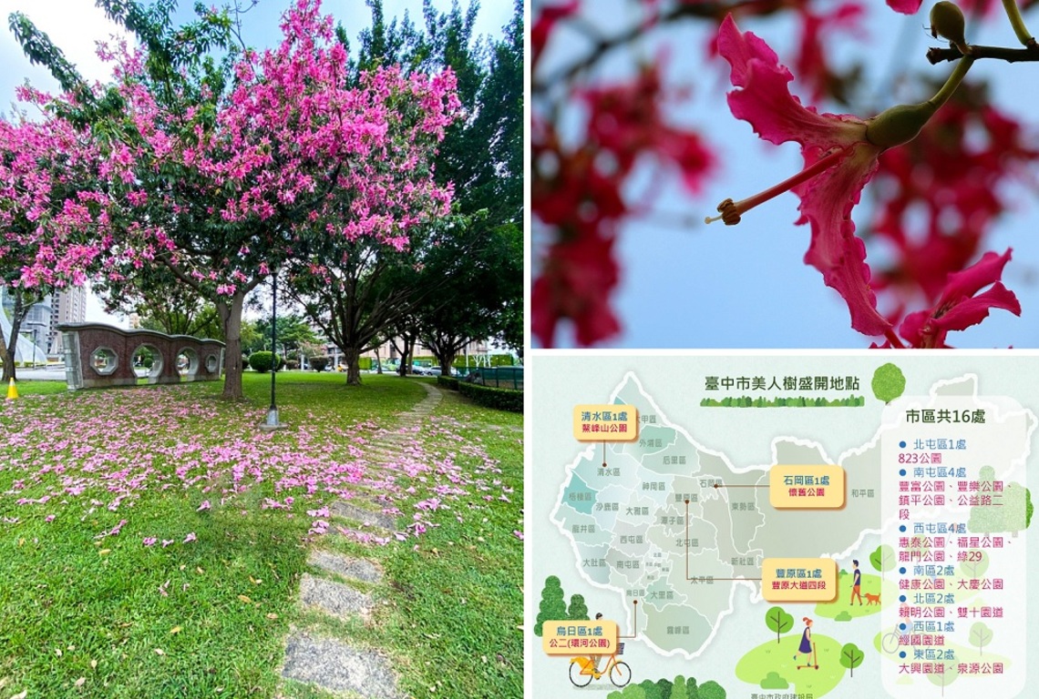 初秋迎美人! 中市多處公園美人樹綻放超吸睛